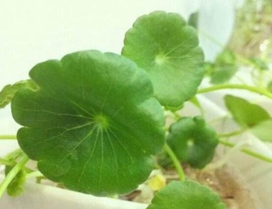 銅錢草泡水喝的作用，利尿排石、抗炎消炎