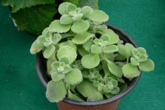 碰碰香扦插方法，教你六點步驟扦插爆盆