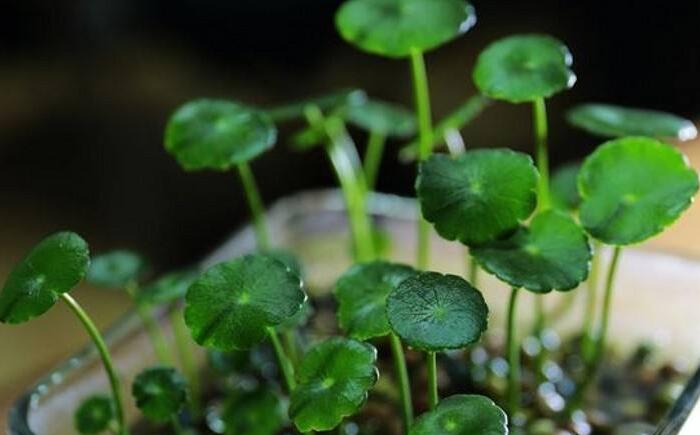 銅錢草怎么種，銅錢草土養(yǎng)的方法步驟