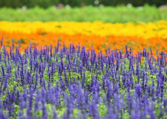 薰衣草的種類(lèi)圖片大全，欣賞最好看的六大品種