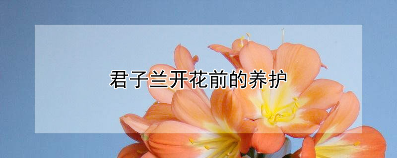 君子蘭開花前的養(yǎng)護(hù)