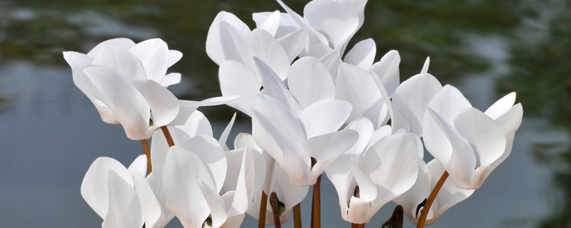 仙客來(lái)種子多久發(fā)芽