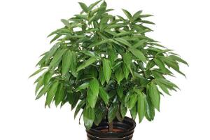 平安樹有什么好處，平安樹的功效與作用