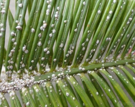 鐵樹有哪些病蟲害，鐵樹病蟲害防治