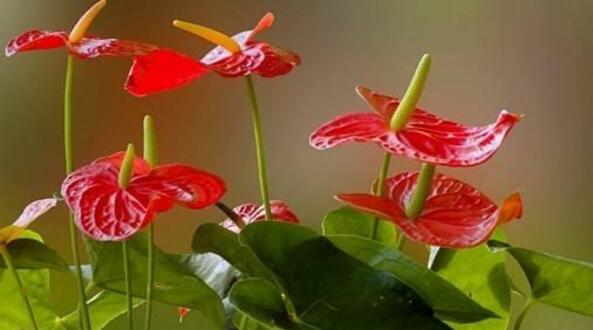 紅掌的催花方法，加強(qiáng)日常管理（溫度、光照、通風(fēng)、肥水）