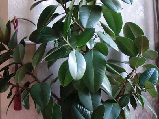 橡皮樹幾月份砍頭好，6-7月是最佳砍頭時(shí)間