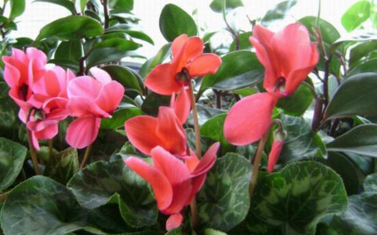 仙客來不長新葉怎么辦，多半是盆土澆水光照導(dǎo)致