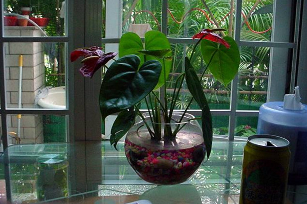 水養(yǎng)紅掌能活多久