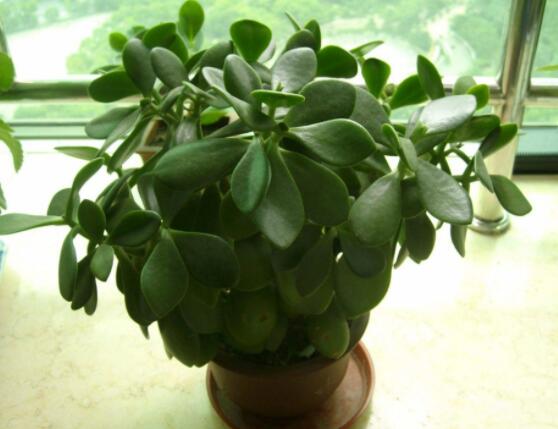 燕子掌葉片發(fā)軟怎么辦，多半是澆水和盆土不當導致