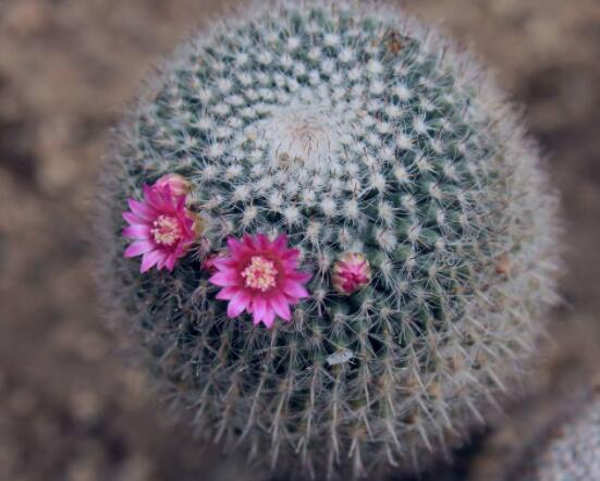 仙人球防輻射嗎，不能/只能防太陽紫外線(光學(xué)輻射)