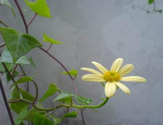 常春藤會(huì)開花嗎，常春藤什么時(shí)候開花