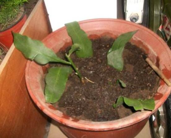 曇花的繁殖方法，盤點最常見的三種繁殖方法(扦插/播種/嫁接)