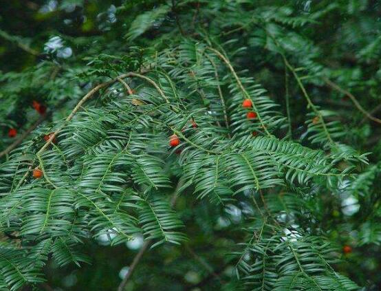 紅豆杉的品種，盤點中國紅豆杉五大品種