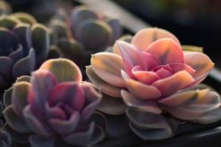 寶石花的花語(yǔ)及傳說，代表著富貴、永恒