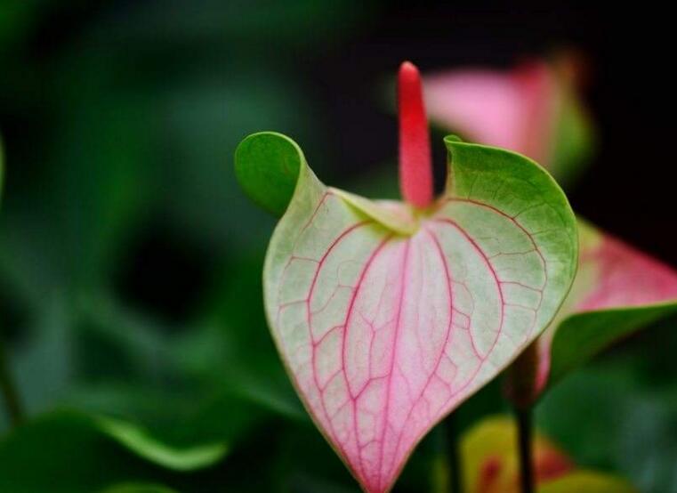 一帆風(fēng)順花葉子發(fā)黃怎么辦，及時采光施肥可以挽救葉子發(fā)黃