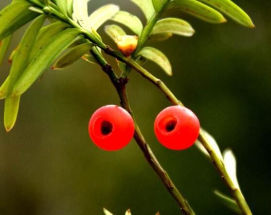 紅豆杉的正確食用方法，盤點(diǎn)營(yíng)養(yǎng)價(jià)值最高四種方法