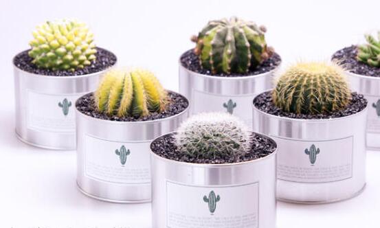 仙人球長斑怎么辦，及時(shí)挖掉并且合理養(yǎng)護(hù)