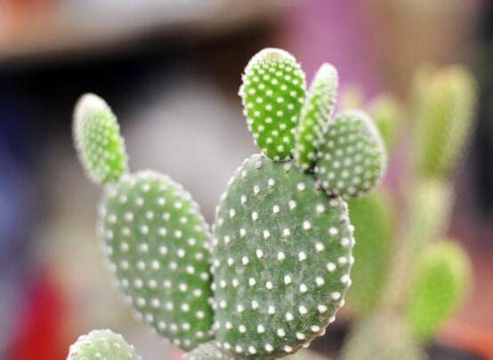 仙人掌為什么不用澆水，因吸水能力太強(qiáng)