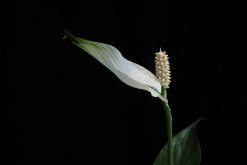 一帆風(fēng)順花可以放在臥室里嗎，可以放在臥室但要注意幾點(diǎn)