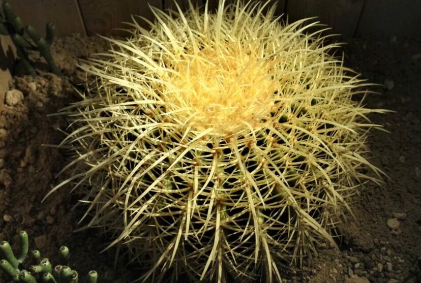 水養(yǎng)仙人球注意事項，正確的水培方式很重要