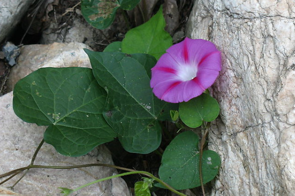 牽?；绲酿B(yǎng)護(hù)方法