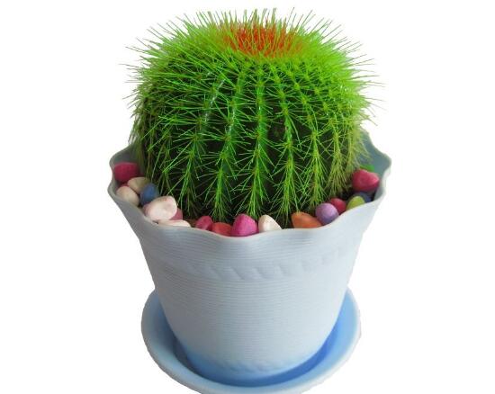 仙人球能治什么病，仙人球的作用與功效