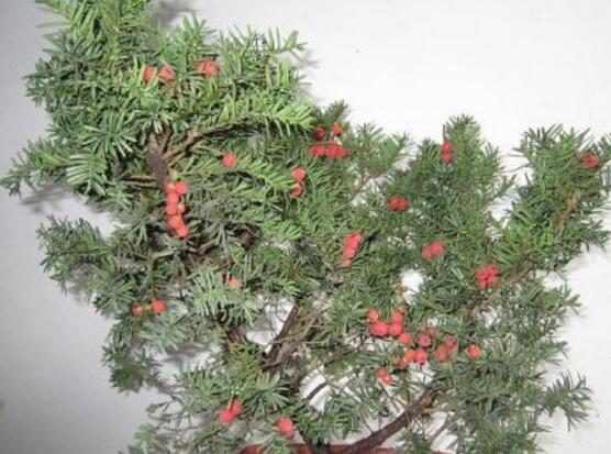 紅豆杉盆景冬天怎么養(yǎng)，教你五個好方法安然過冬