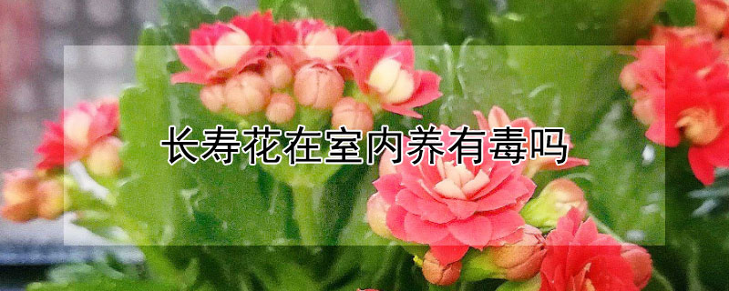 長壽花在室內(nèi)養(yǎng)有毒嗎