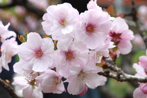 櫻花移栽的注意事項(xiàng)