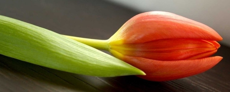 郁金香夏天怎么養(yǎng)