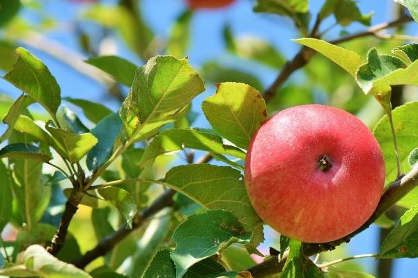 蘋(píng)果樹(shù)夏季修剪方法