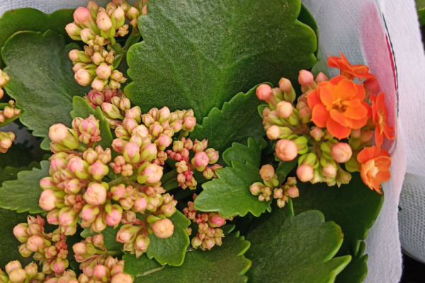 長(zhǎng)壽花怎樣避光催花