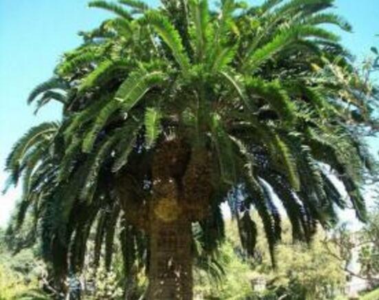 鐵樹品種，細數(shù)鐵樹最受喜愛八大品種