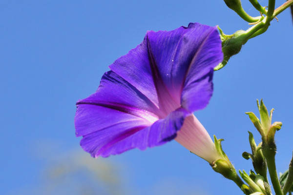 牽?；ǖ陌咨后w有毒嗎