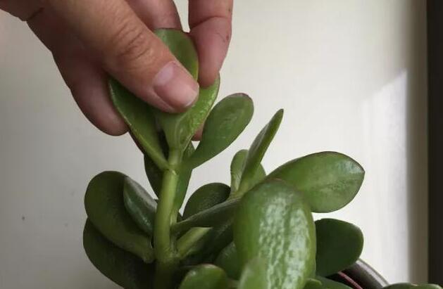 玉樹的繁殖方法，介紹葉插和枝插兩種繁殖方法