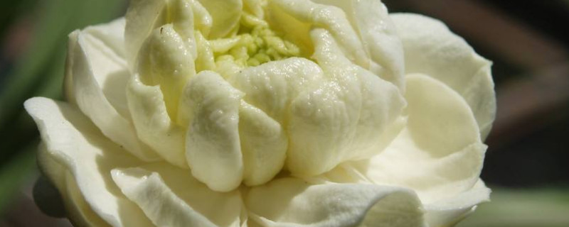 獅頭茉莉的養(yǎng)殖方法