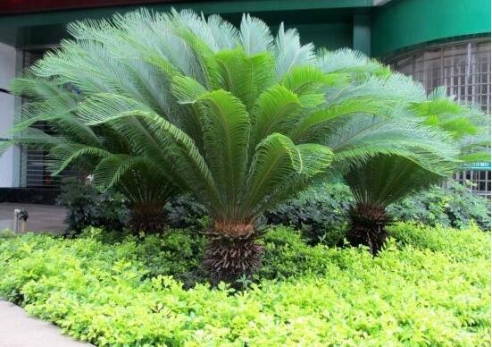 鐵樹什么時(shí)候長(zhǎng)新葉，每年春秋時(shí)分生長(zhǎng)出2-3輪新葉