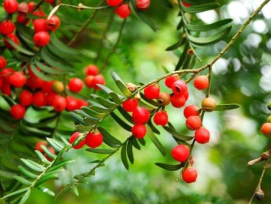 紅豆杉泡水喝的功效，防癌抗癌、增強免疫力、消炎抑菌