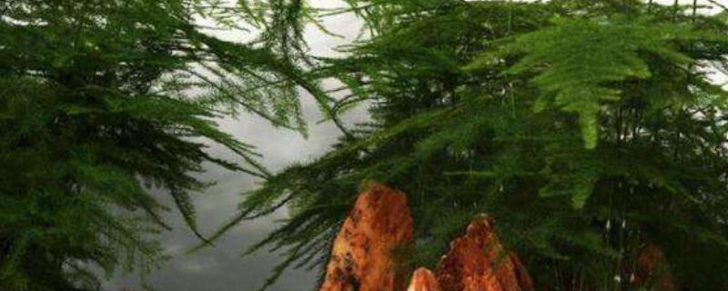 怎么養(yǎng)文竹