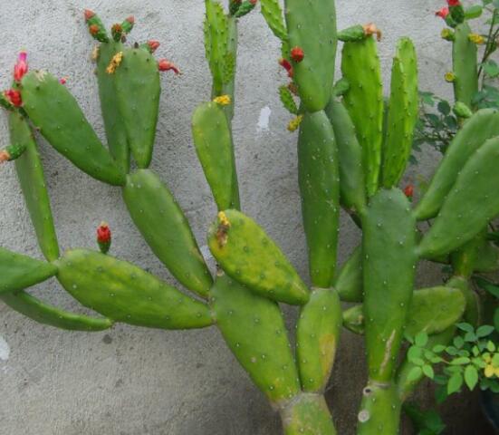 仙人掌怎么養(yǎng)可以又粗又壯，做到四個要點高枕無憂(健壯)