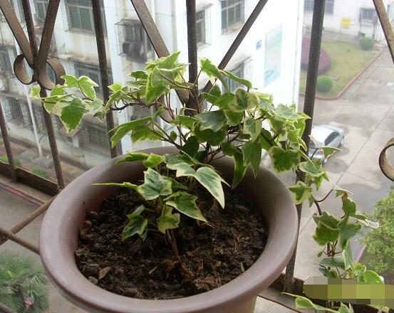 常春藤如何扦插，插蕙盆土剪刀花盆消毒液缺一不可