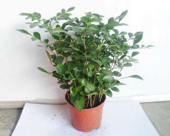 九里香爛根的原因，九里香爛根怎么辦