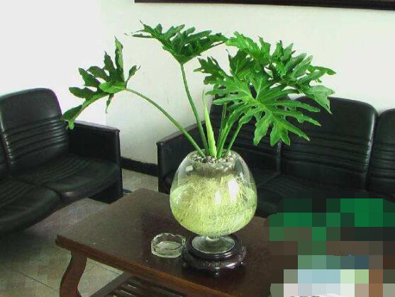 龜背竹水培方法和注意事項，教你超簡單三點步驟/勤換水