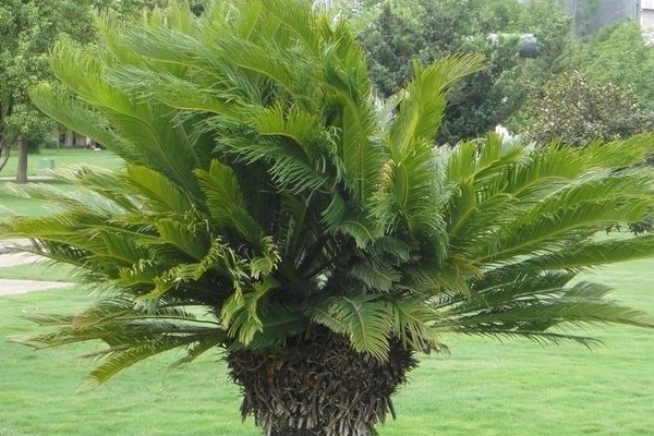 蘇鐵葉子發(fā)黃的原因以及解決方法，多是以下五種原因