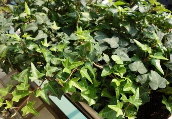 小葉常春藤的養(yǎng)殖方法，教你八個簡單易學基本方法