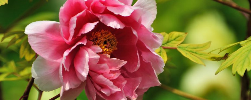 樹(shù)蔭下能種牡丹花嗎