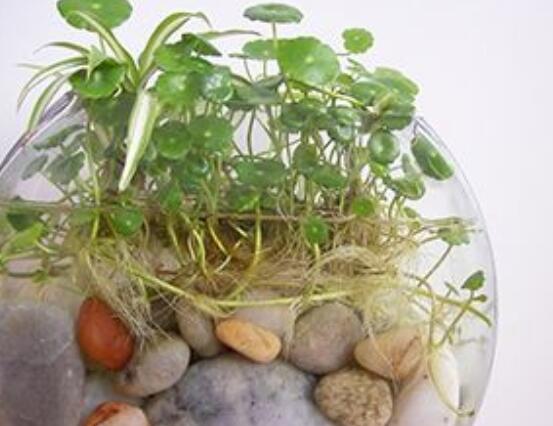 銅錢草水培怎么固定根，，擇一些小花石置于水瓶底部(美觀固定)