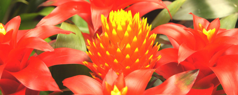 家里養(yǎng)鴻運當頭有毒嗎