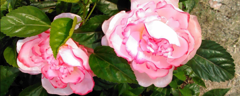 盆栽牡丹花的養(yǎng)殖方法和注意事項(xiàng)