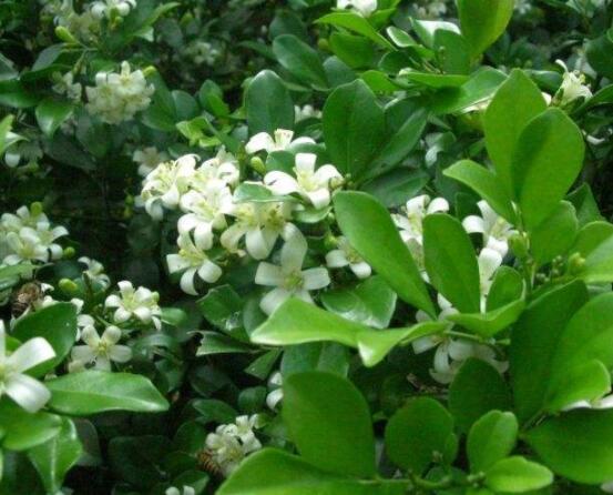 九里香花香的味道對人體有害嗎，有害/導致頭暈、胸悶